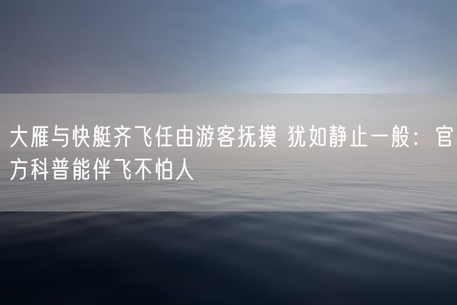 大雁与快艇齐飞任由游客抚摸 犹如静止一般：官方科普能伴飞不怕人