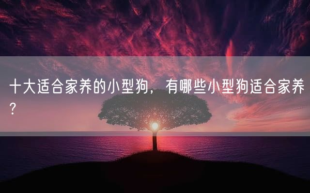 十大适合家养的小型狗，有哪些小型狗适合家养？